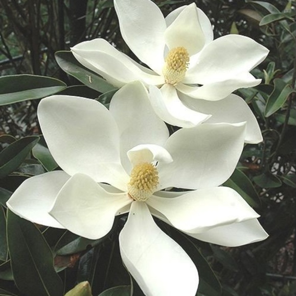 Meet your Posher, Charlie - Picture 1 of 1